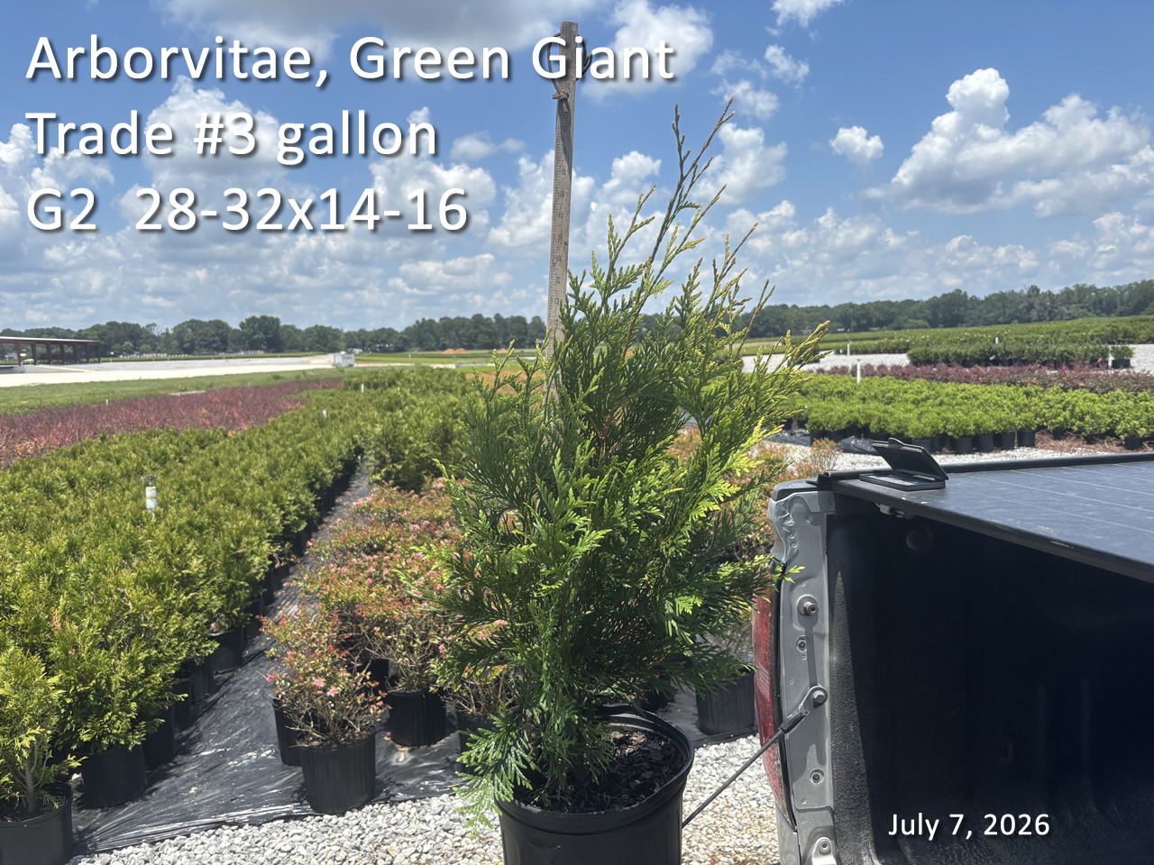 gallery/avgg3t g2 jul7.jpg